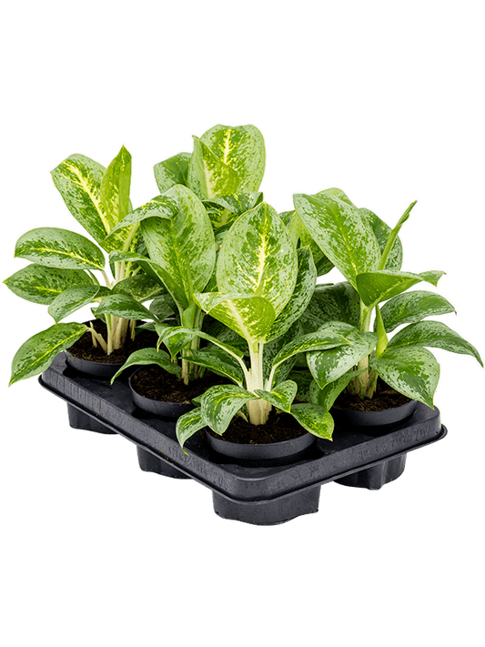 Planta naturala de interior Tuft D25xH30cm Aglaonema 'Lemon Mint' PS12/9cm in pamant