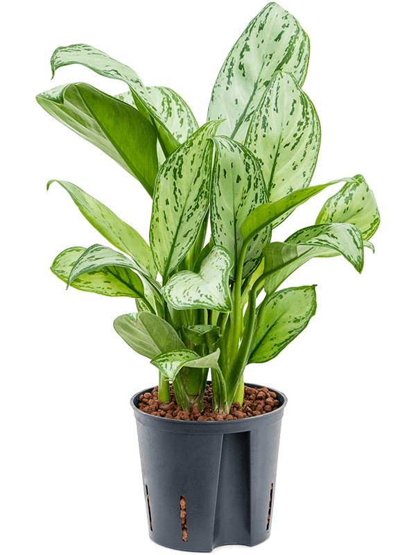 Planta naturala de interior Tuft D25xH40cm Aglaonema 'Christina' P13/12cm in hidrogranule