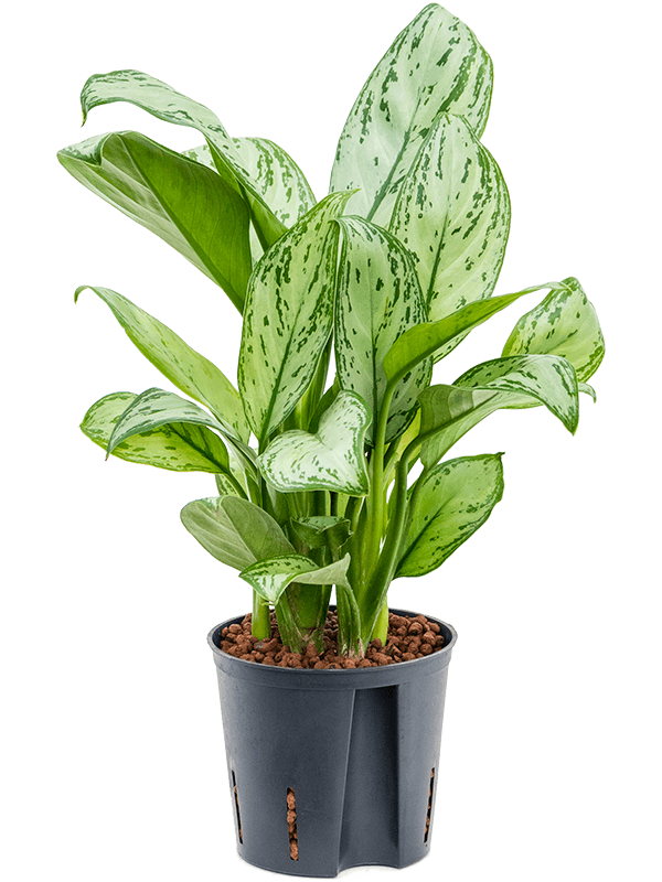 Planta naturala de interior Tuft D25xH35cm Aglaonema 'Christina' P13/12cm in hidrogranule