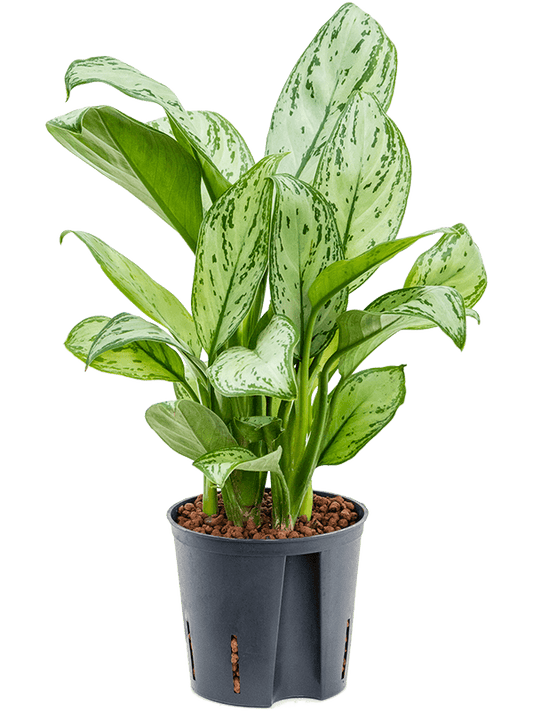 Planta naturala de interior Tuft D25xH35cm Aglaonema 'Christina' P13/12cm in hidrogranule