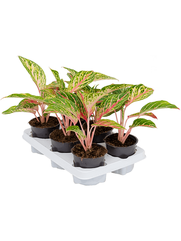 Planta naturala de interior Tuft D25xH35cm Aglaonema 'Coco Melon' PS12/9cm in pamant