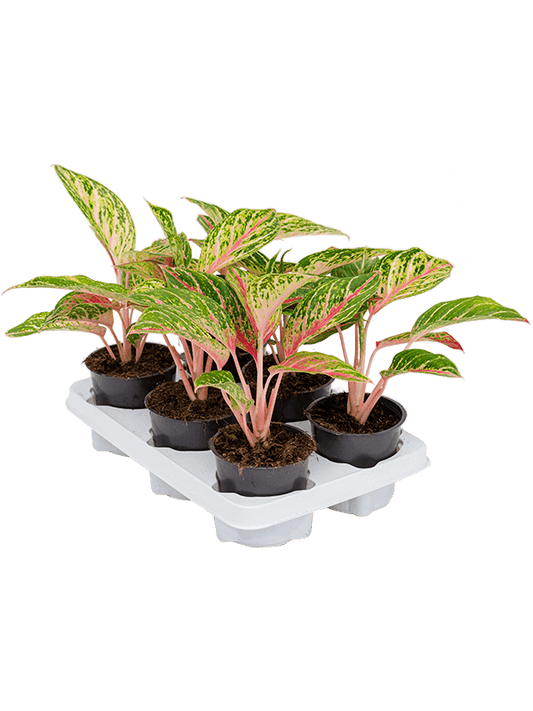 Planta naturala de interior Tuft D25xH35cm Aglaonema 'Coco Melon' PS12/9cm in pamant