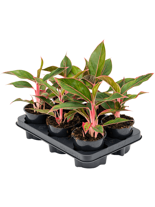 Planta naturala de interior Tuft D25xH35cm Aglaonema 'Jungle Red' PS12/11cm in pamant