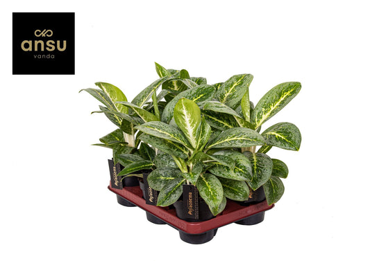 Planta naturala de interior Tuft D25xH35cm Aglaonema 'Lemon Mint' PS12/10cm in pamant