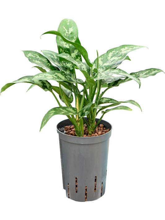 Planta naturala de interior Tuft D25xH35cm Aglaonema 'Maria' P15/19cm in hidrogranule