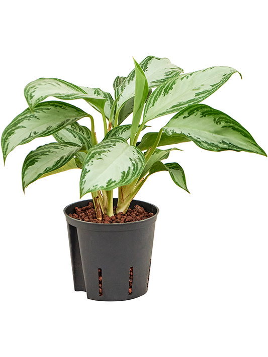 Planta naturala de interior Tuft D25xH35cm Aglaonema 'Silver Bay' P13/12cm in hidrogranule