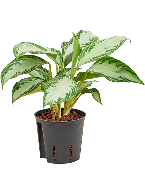 Planta naturala de interior Tuft D25xH35cm Aglaonema 'Silver Bay' P13/12cm in hidrogranule