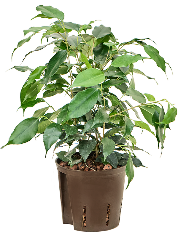 Planta naturala de interior Tuft D25xH35cm Ficus benjamina 'Danielle' P13/12cm in hidrogranule