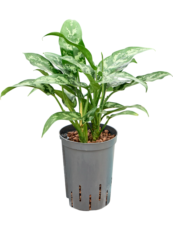 Planta naturala de interior Tuft D25xH40cm Aglaonema 'Maria' P15/19cm in hidrogranule