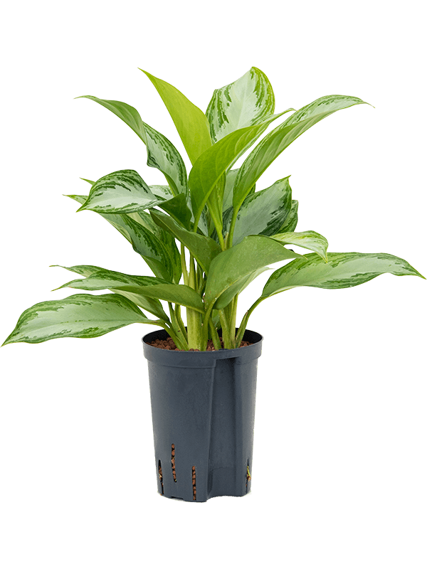 Planta naturala de interior Tuft D25xH40cm Aglaonema 'Silver Bay' P15/19cm in hidrogranule