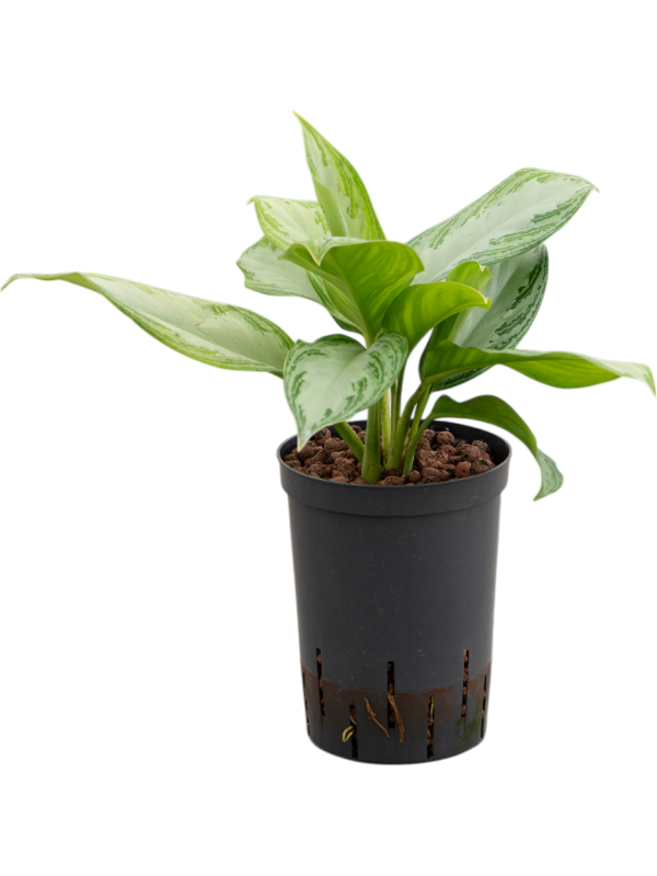 Planta naturala de interior Tuft D25xH40cm Aglaonema 'Silver Bay' P15/19cm in hidrogranule