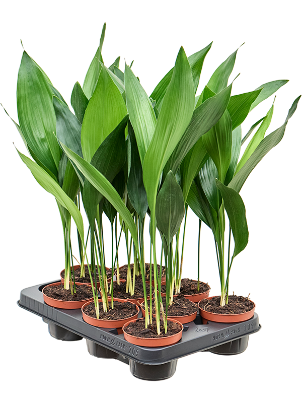 Planta naturala de interior Tuft D25xH40cm Aspidistra elatior PS11/8cm in pamant