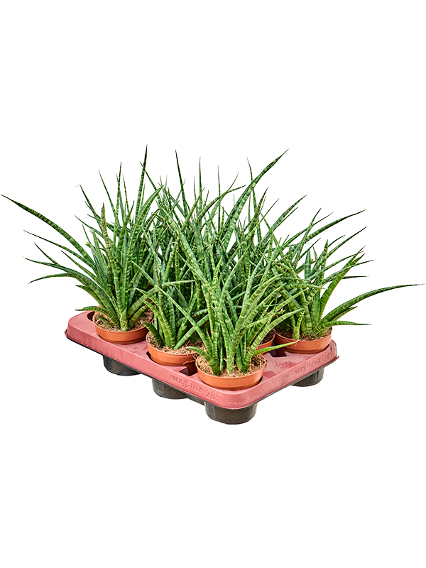 Planta naturala de interior Tuft D25xH40cm Sansevieria kirkii 'Fernwood' PS11/10cm in pamant