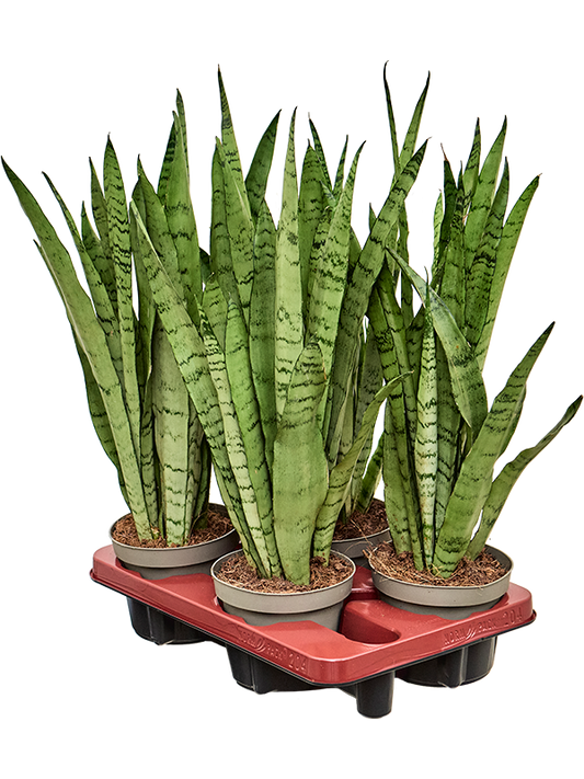Planta naturala de interior Tuft D25xH40cm Sansevieria trifasciata 'Silver Mist' PS14/12cm in pamant