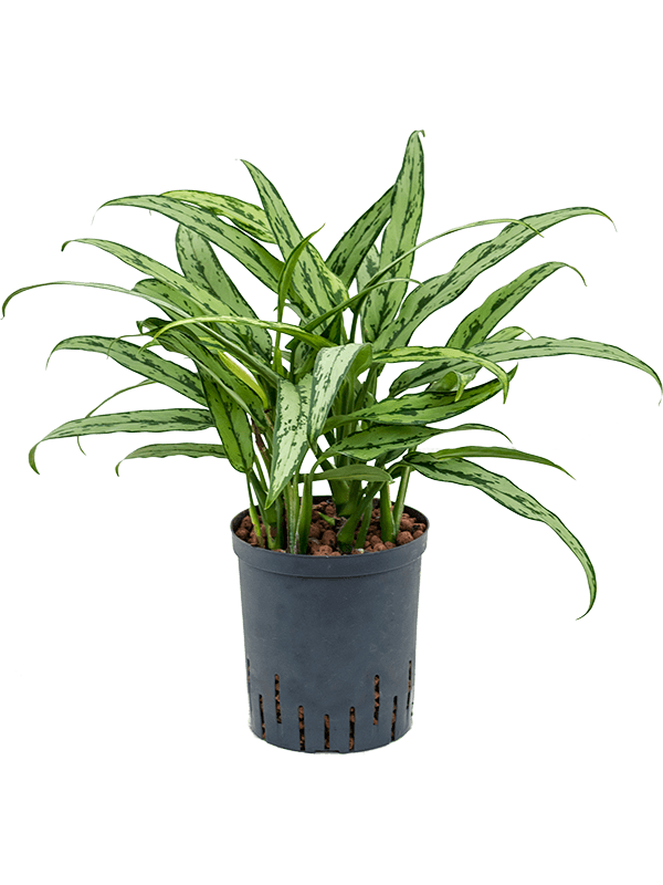 Planta naturala de interior Tuft D25xH45cm Aglaonema 'Cutlass' P18/19cm in hidrogranule
