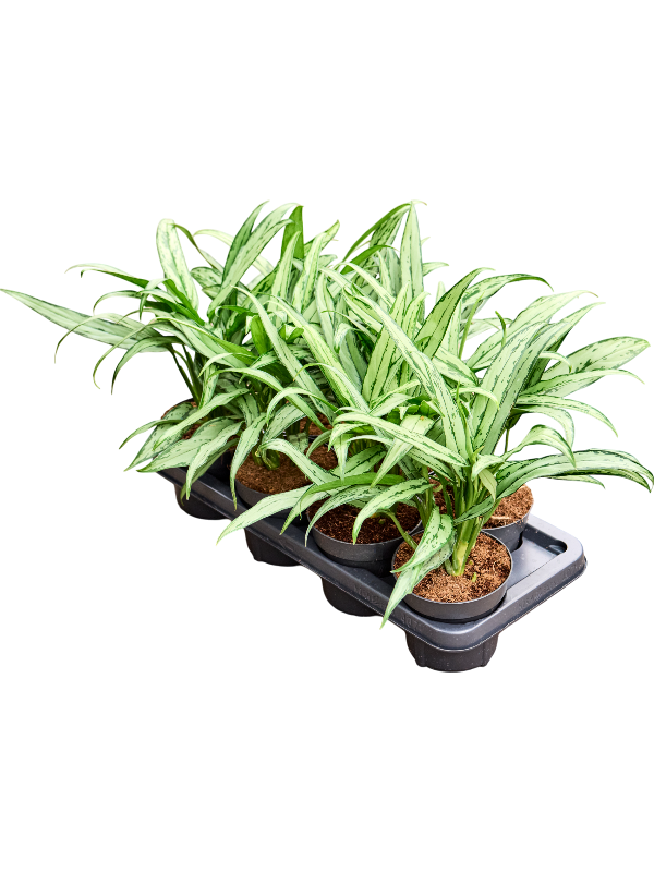 Planta naturala de interior Tuft D25xH45cm Aglaonema 'Cutlass' PS14/12cm in pamant