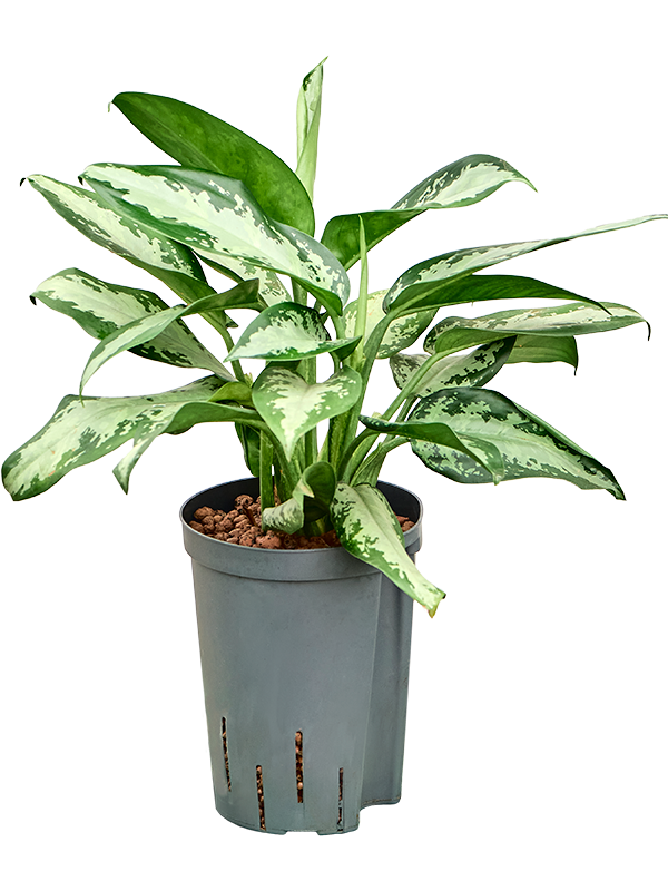 Planta naturala de interior Tuft D25xH45cm Aglaonema 'Jubilee' P15/19cm in hidrogranule