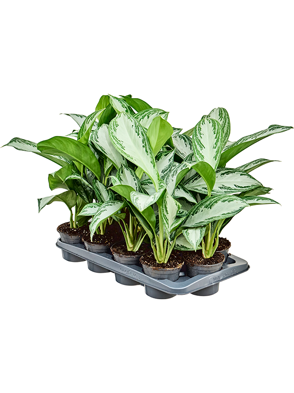 Planta naturala de interior Tuft D25xH45cm Aglaonema 'Silver Bay' PS12/10cm in pamant