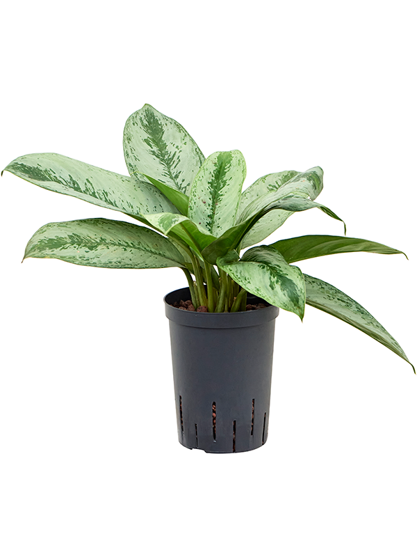 Planta naturala de interior Tuft D25xH45cm Aglaonema 'Silver frost' P15/19cm in hidrogranule