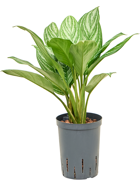 Planta naturala de interior Tuft D25xH45cm Aglaonema 'Stripes' P15/19cm in hidrogranule