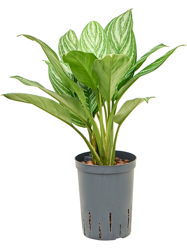 Planta naturala de interior Tuft D25xH45cm Aglaonema 'Stripes' P15/19cm in hidrogranule