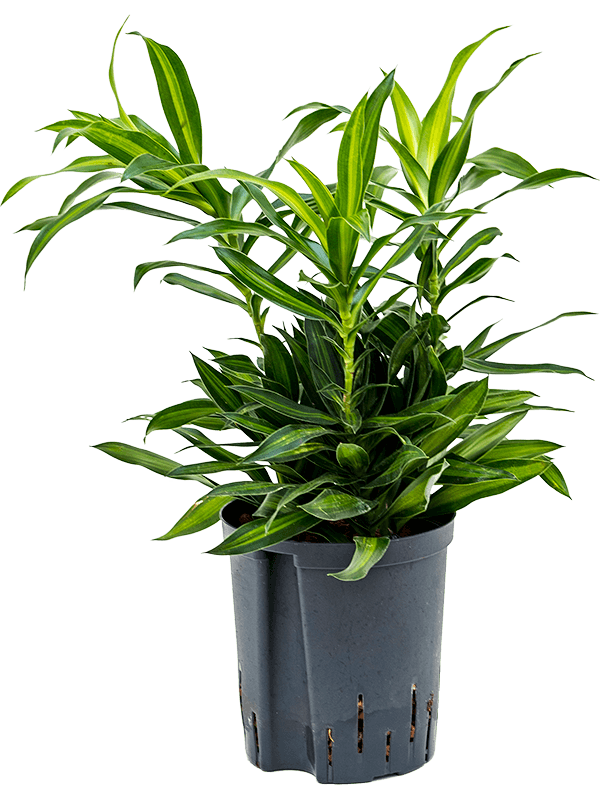 Planta naturala de interior Tuft D25xH45cm Pleomele (Dracaena) reflexa 'Song of Jamaica' P18/19cm in hidrogranule