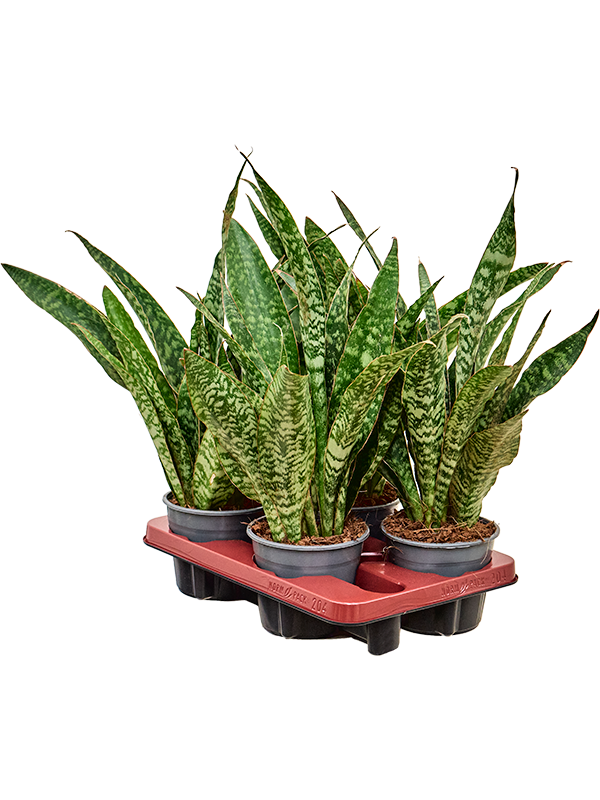 Planta naturala de interior Tuft D25xH45cm Sansevieria masoniana 'Dragon' PS14/12cm in pamant
