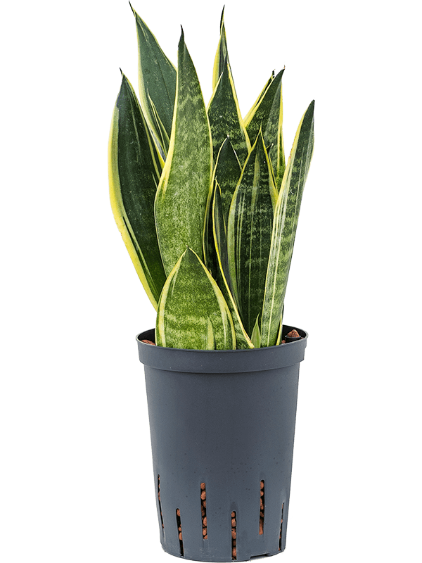 Planta naturala de interior Tuft D25xH45cm Sansevieria trifasciata 'Canary' P15/19cm in hidrogranule