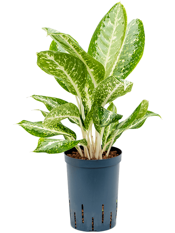 Planta naturala de interior Tuft D25xH50cm Aglaonema 'Milky way' P15/19cm in hidrogranule