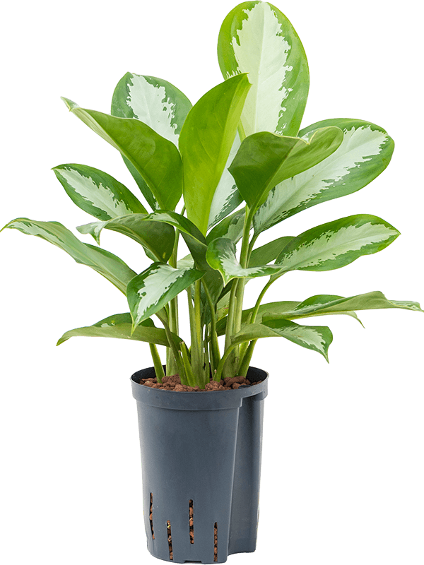 Planta naturala de interior Tuft D25xH50cm Aglaonema 'Silver Moon' P15/19cm in hidrogranule