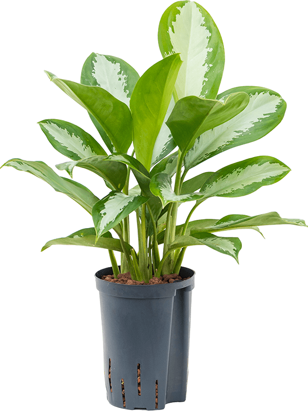 Planta naturala de interior Tuft D25xH55cm Aglaonema 'Silver Moon' P15/19cm in hidrogranule