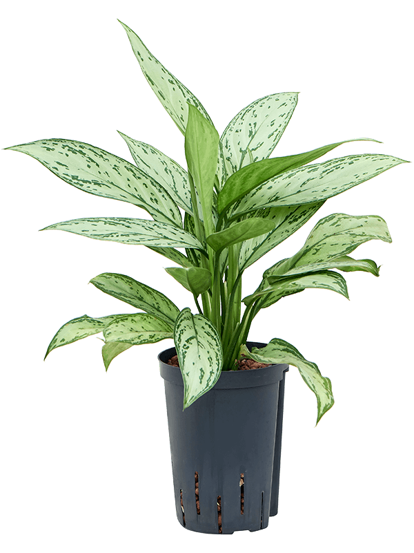 Planta naturala de interior Tuft D25xH50cm Aglaonema 'Silver Queen' P15/19cm in hidrogranule