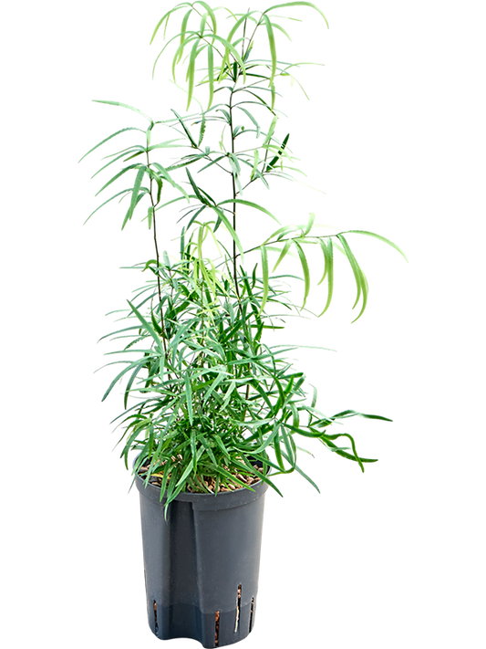 Planta naturala de interior Tuft D25xH50cm Asparagus falcatus P15/19cm in hidrogranule