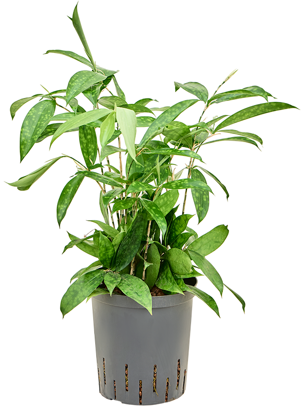 Planta naturala de interior Tuft D25xH50cm Dracaena surculosa P18/19cm in hidrogranule