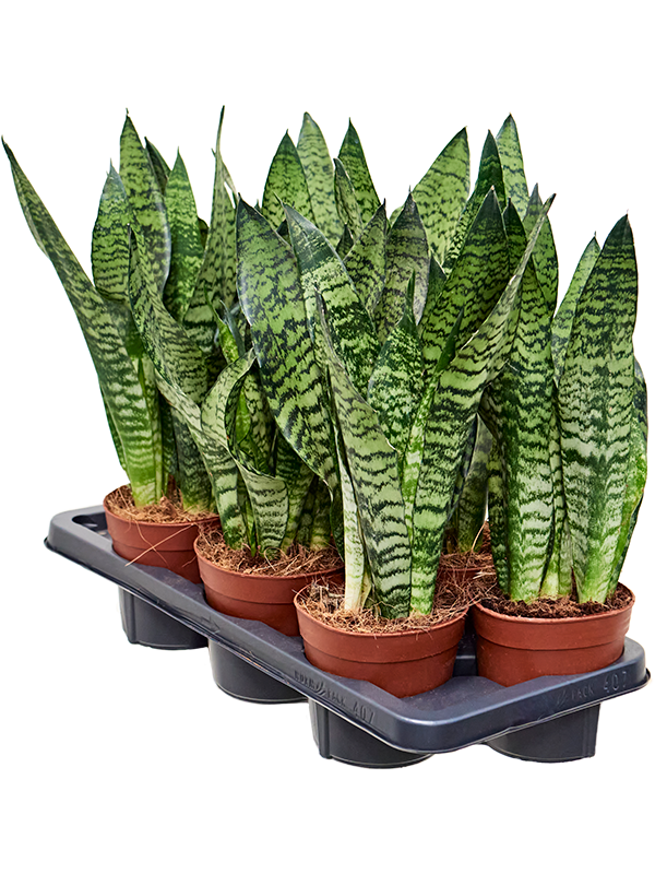 Planta naturala de interior Tuft D25xH50cm Sansevieria zeylanica PS14/13cm in pamant