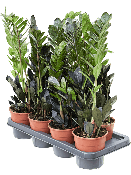 Planta naturala de interior Tuft D25xH50cm Zamioculcas zamiifolia 'Raven' PS14/13cm in pamant