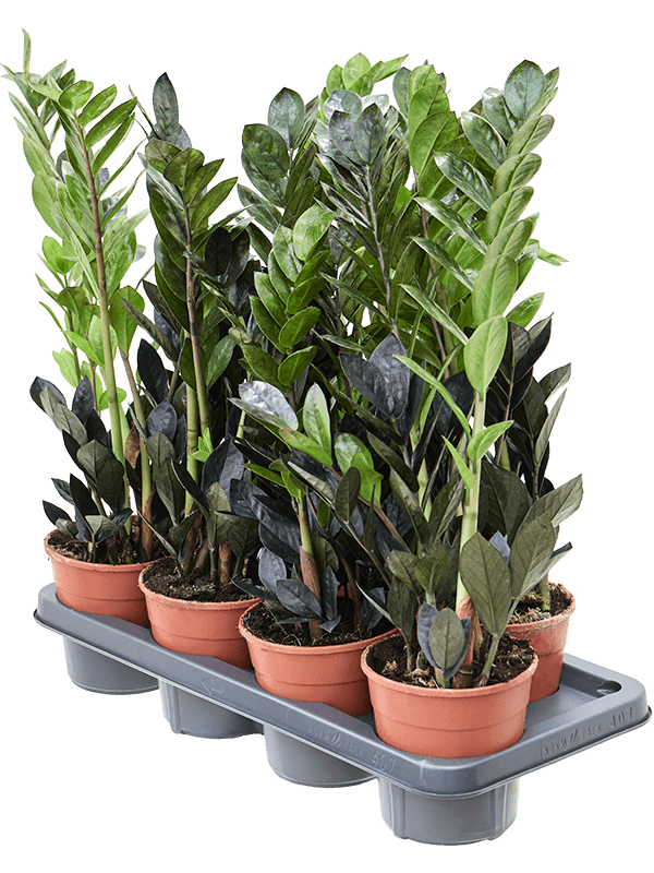 Planta naturala de interior Tuft D25xH50cm Zamioculcas zamiifolia 'Raven' PS14/13cm in pamant