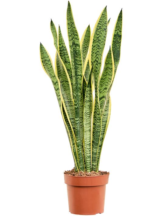 Planta naturala de interior Tuft D25xH55cm Sansevieria trifasciata 'Laurentii' PS17/15cm in pamant