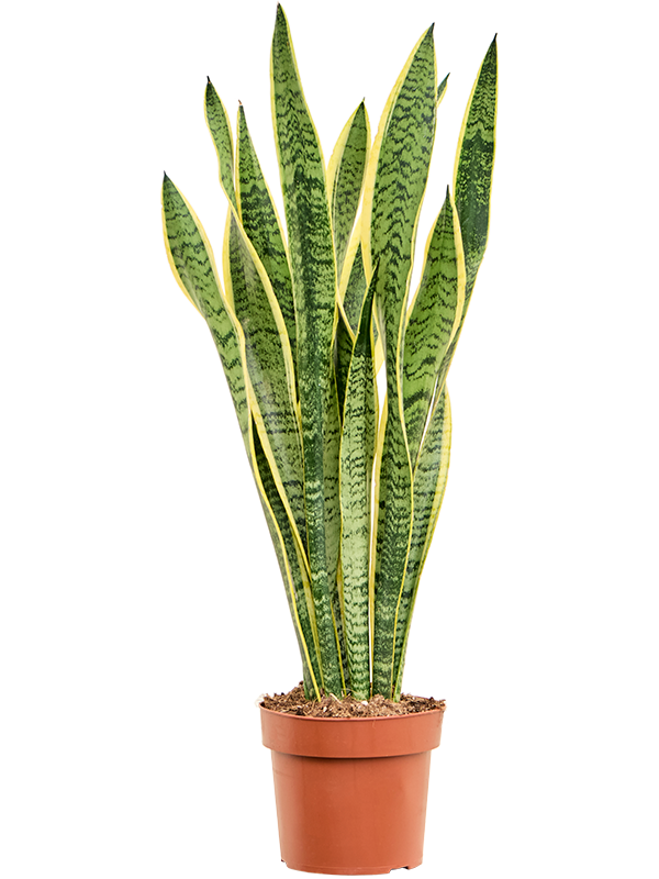 Planta naturala de interior Tuft D25xH55cm Sansevieria trifasciata 'Laurentii' PS17/15cm in pamant