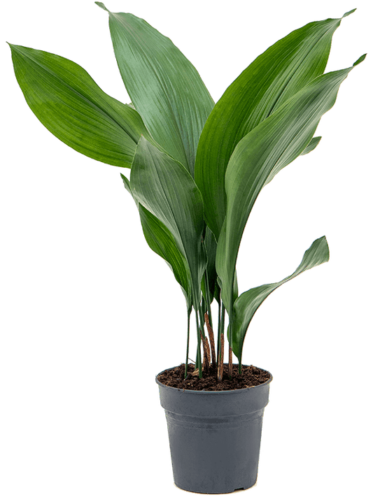 Planta naturala de interior Tuft D25xH60cm Aspidistra elatior PS15/14cm in pamant