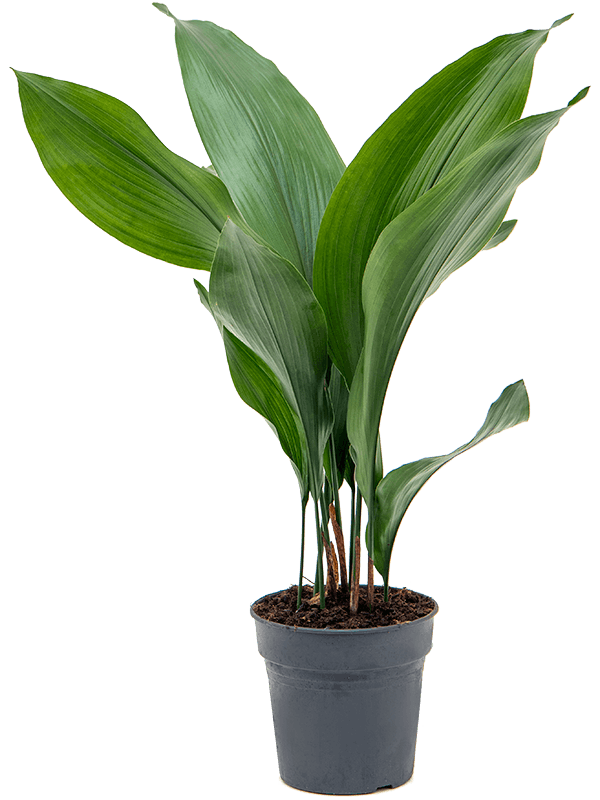 Planta naturala de interior Tuft D25xH60cm Aspidistra elatior PS15/14cm in pamant