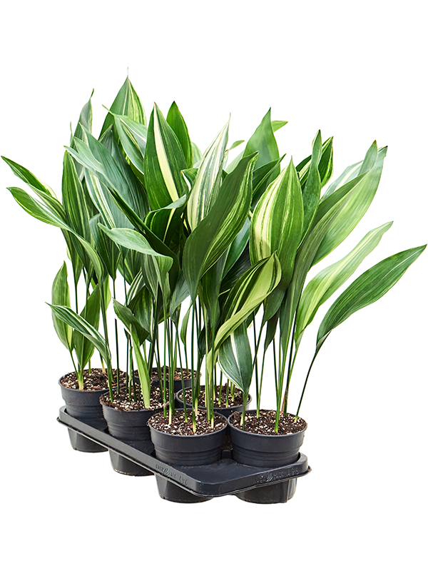 Planta naturala de interior Tuft D25xH60cm Aspidistra elatior variegata PS15/12cm in pamant