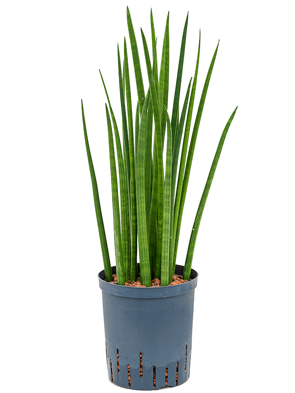 Planta naturala de interior Tuft D25xH60cm Sansevieria cylindrica 'Spikes' P18/19cm in hidrogranule