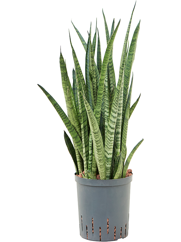 Planta naturala de interior Tuft D25xH60cm Sansevieria zeylanica 'Narrow' P18/19cm in hidrogranule