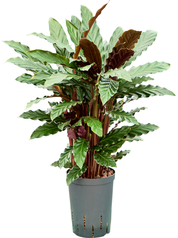 Planta naturala de interior Tuft D25xH65cm Calathea rufibarba 'Wavestar' P15/19cm in hidrogranule