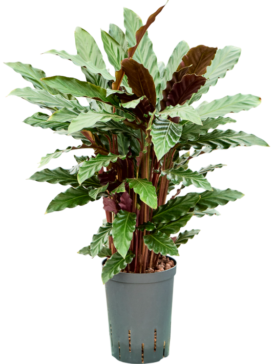 Planta naturala de interior Tuft D25xH65cm Calathea rufibarba 'Wavestar' P15/19cm in hidrogranule