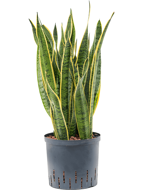 Planta naturala de interior Tuft D25xH65cm Sansevieria trifasciata 'Laurentii' P22/19cm in hidrogranule