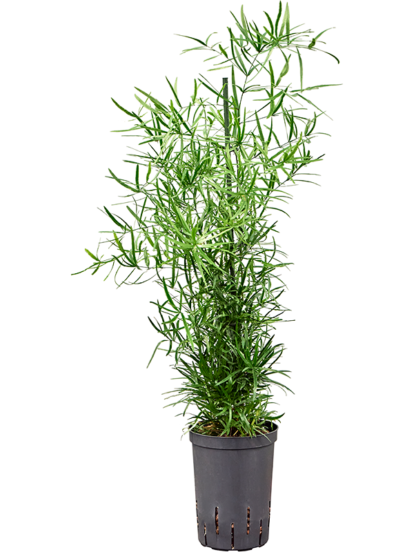 Planta naturala de interior Tuft D25xH70cm Asparagus falcatus P15/19cm in hidrogranule