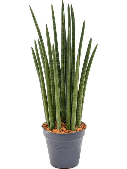 Planta naturala de interior Tuft D25xH70cm Sansevieria cylindrica 'Tower' PS19/18cm in pamant