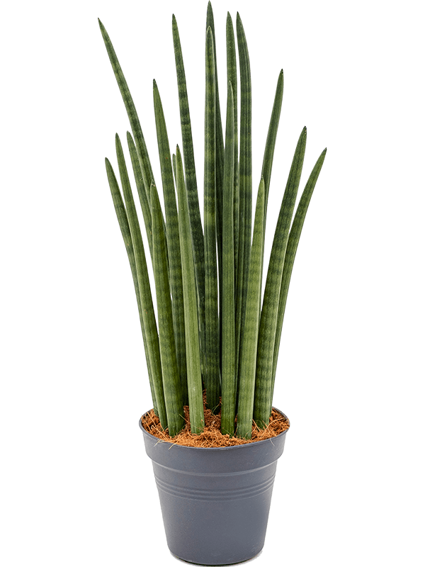 Planta naturala de interior Tuft D25xH70cm Sansevieria cylindrica 'Tower' PS19/18cm in pamant
